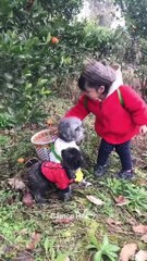 Clever Smart Dog and So Cute Dog