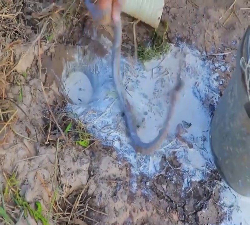 Snake out of the hole