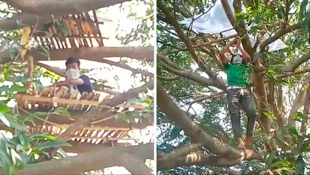 Coronavirus : en Inde, ces villageois ont été obligés de se confiner… dans les arbres