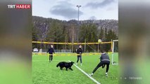 Norveçli voleybolcu, köpeğiyle antrenman yaptı