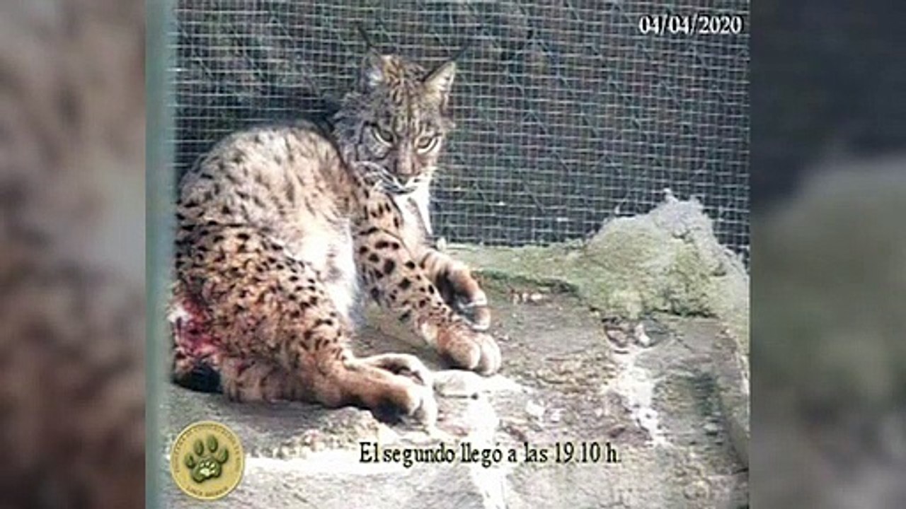 Nacen nuevas crías de lince ibérico en Zarza de...