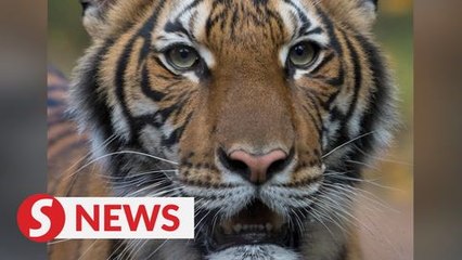 Video herunterladen: Tiger at New York's Bronx Zoo tests positive for coronavirus