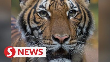 Tiger at New York's Bronx Zoo tests positive for coronavirus