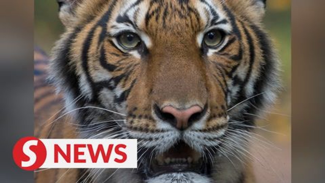 Tiger at New York's Bronx Zoo tests positive for coronavirus