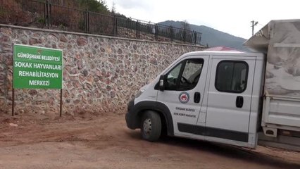 Gümüşhane'de sokak hayvanlarına mama desteği