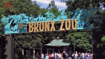 New York’s Bronx Zoo Sees First Known Case of a Tiger Contracting Coronavirus