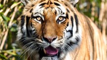 Bronx Zoo Tiger Tests Positive For Coronavirus
