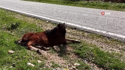 Çarptığı tayı bırakıp yoluna devam etti