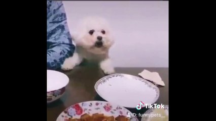 Dogs act vigorously for fear of losing food