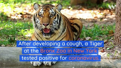 Tiger at New York Zoo Tests Positive for Coronavirus