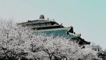 Wuhan’s Cherry Blossom Trees Are in Full Bloom During Last Days of Lockdown