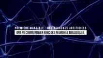 Première mondiale : des neurones artificiels ont pu communiquer avec des neurones biologiques