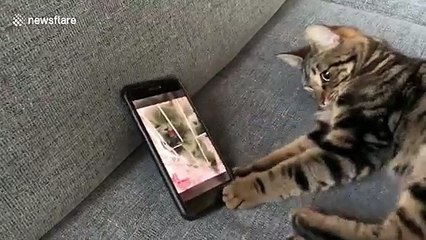 'It's okay kitty' Finn the cat in Massachusetts tries to comfort crying kitten from phone video