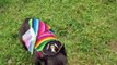 Funny French Bulldog Dancing in a Sombrero to Mexican Music