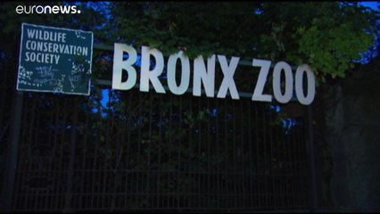 Primer tigre infectado por el coronavirus en un zoo de Nueva York. Las mascotas pueden contagiarse