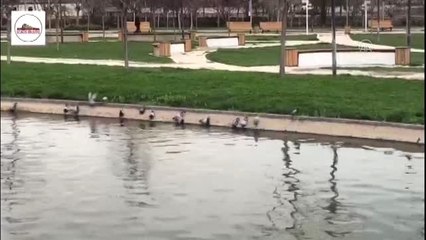 Elazığ Valiliğinden sokak hayvanlarına yem ve mama desteği