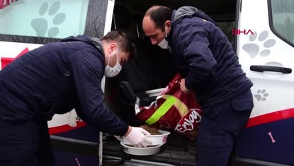 Karesi Belediyesi, sokak hayvanlarını unutmadı