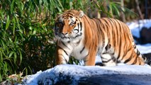 Bronx Zoo Tiger Tests Positive For Coronavirus