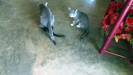 Cruzamentos de gatos p2