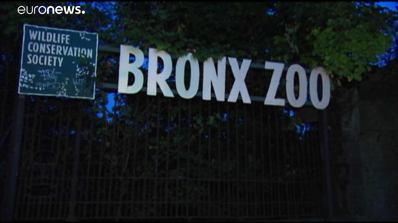 Covid-19: Tiger und Löwen erkrankt - Sorge um Menschenaffen