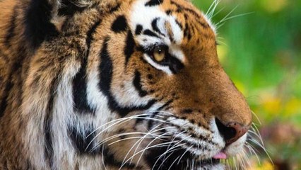 Can animals spread #Coronavirus?