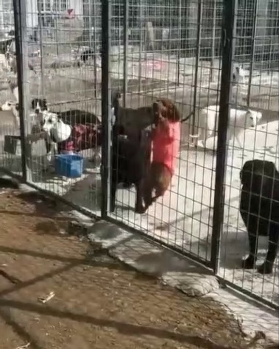 Footage Shows Ink-Credibly Naughty Dog i Top Articles and Videos about Naughty-dog