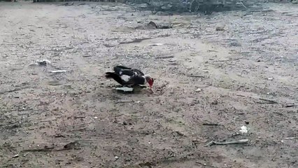 Cruzamentos de patos