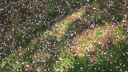 Marc Lowe "The Sadness of Spring" (Music Video)