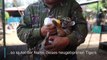 Mexiko: Ein Tigerbaby namens Covid