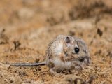 These tiny kangaroo rats live in Arizona - ABC15 Digital