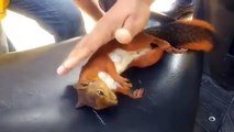 Salva a esta ardilla haciéndole un masaje cardiopulmonar con el dedo