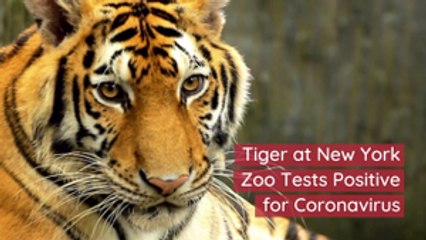 A Tiger Catches Coronavirus