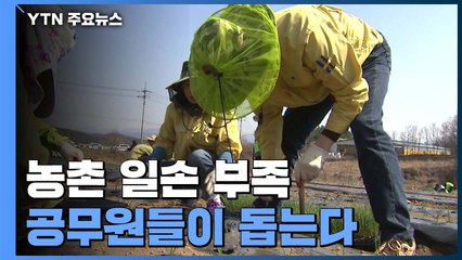 코로나19에 농촌 일손 부족...공무원들이 돕는다 / YTN