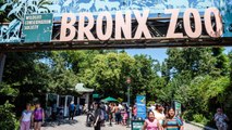 Tiger at New York's Bronx Zoo Tests Positive For Coronavirus