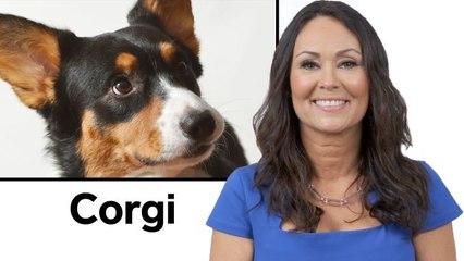 Every Dog Breed Explained (Part 1)