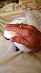 Adorable Chloe the Cockatoo Loves Being Petted! 🦜