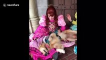 Heartwarming moment service dog in Disney World meets Cinderella’s step sisters