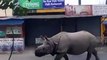 Ce rhinocéros se balade en pleine ville..