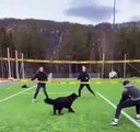Ce chien est un très bon joueur de volley-ball