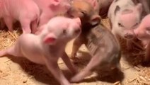 Newborn Piglets Get Into A Very Adorable Fight