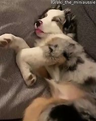 Mini Aussie Having an Adorable Nap