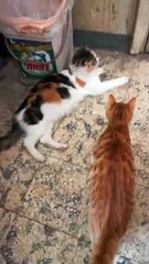 Mother Was Tired After Big Son Fight