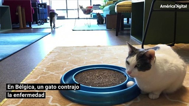 Animales y coronavirus: tigresa de zoológico de Nueva York dio positivo para COVID-19