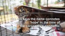 'Covid', the baby tiger born under quarantine in a Mexican zoo