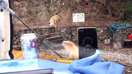 Homemade Suppressor Shoot-out