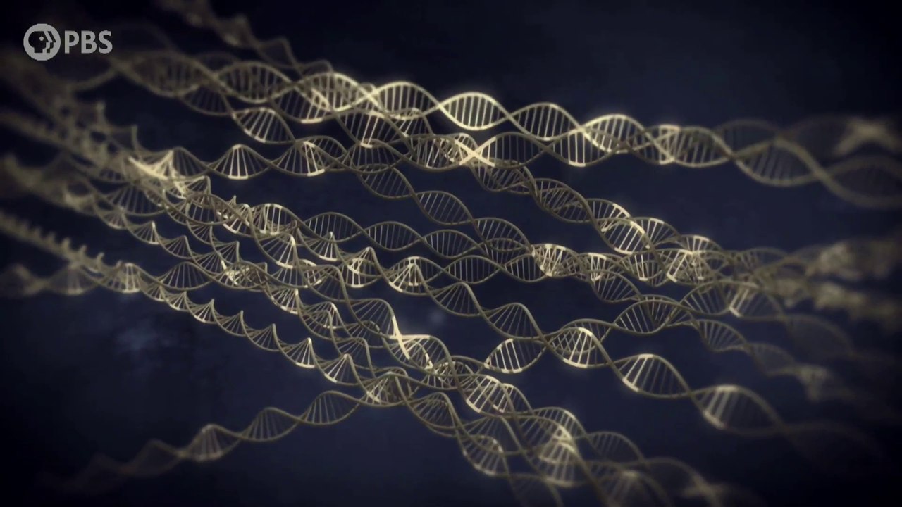 IR Interview: Dr. Siddhartha Mukherjee For "The Gene" - Part II [PBS]