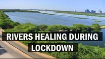 Rivers heal during Lockdown