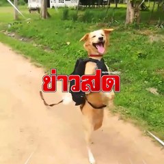 ป๊อปปี้ หมาพันธุ์ไทย เดินสองขาโชว์ชิลล์แจกยิ้มตามทางเป็นที่ชื่นชอบต่อผู้พบเห็น