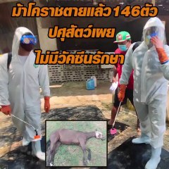 ม้าโคราชตายแล้ว 146 ตัว 13 ตัว อาการน่าเป็นห่วง ปศุสัตว์เผยไม่มีวัคซีนรักษา