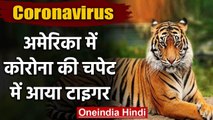 Coronavirus: America में मादा Tiger के संक्रमित होने की पुष्टि  | वनइंडिया हिंदी